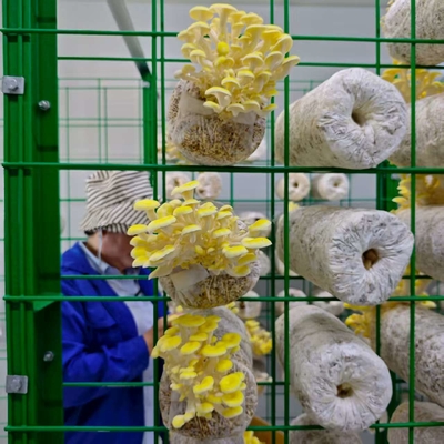 품질  Commercial Mushroom Farming Made Easy With Mushroom Container 공장