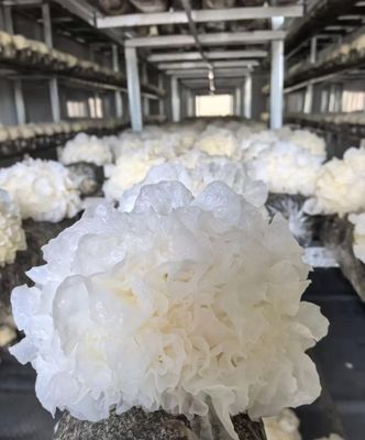 품질  5000-Capacity Mushroom Container Farm with Climate Control 공장
