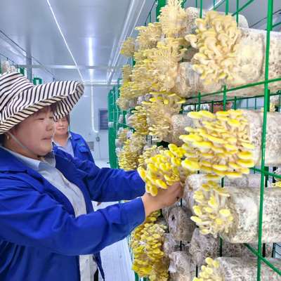 시골 및 도시 외곽의 농업 관행에 대한 지속 가능한 버섯 컨테이너