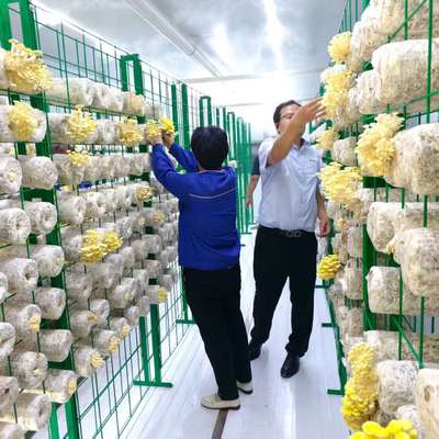 시골 및 도시 외곽의 농업 관행에 대한 지속 가능한 버섯 컨테이너