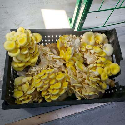 고효율 버섯 재배 용기